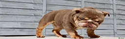 English Bulldog dogs for stud:  City’s Tiney true miniature English bulldog  - Advert 2