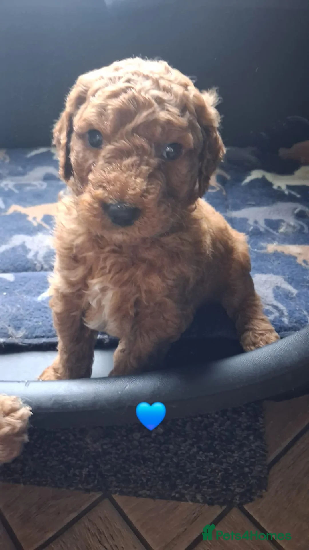 Goldendoodle dogs for sale: Australian Goldendoodle - Advert 2