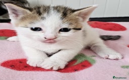 Mixed Breed cats for sale: Two beautiful litters of kittens😻🐱😹 - Image 6