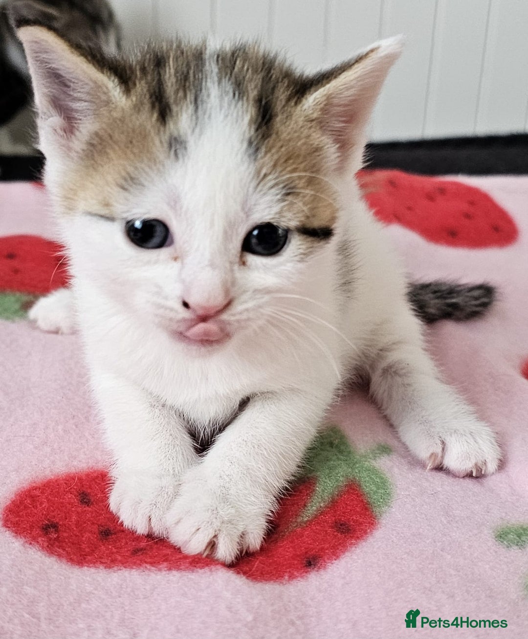 Mixed Breed cats for sale: Two beautiful litters of kittens😻🐱😹 - Image 6