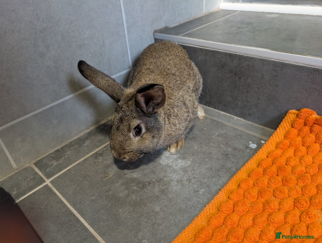 Mixed Breed rabbits for sale: Male rabbit  - Advert 5