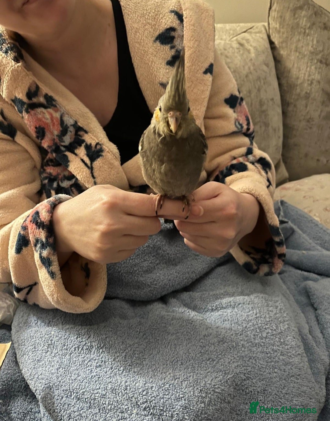 Cockatiels birds for sale: Tame Cockatiel with full set up. Beautiful boy ❤️ - Advert 2