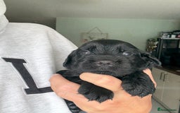 Sprocker dogs for sale: Last gorgeous Sprocker boy remaining  - Image 16