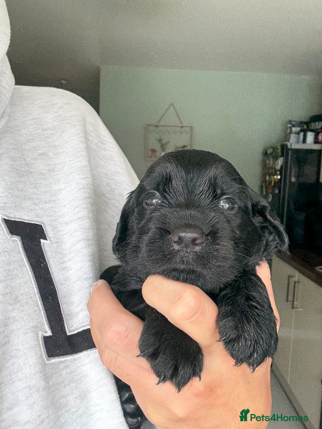 Sprocker dogs for sale: Last gorgeous Sprocker boy remaining  - Image 16