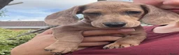 Dachshund dogs for sale: Dachshund Puppies for Sale - Advert 7