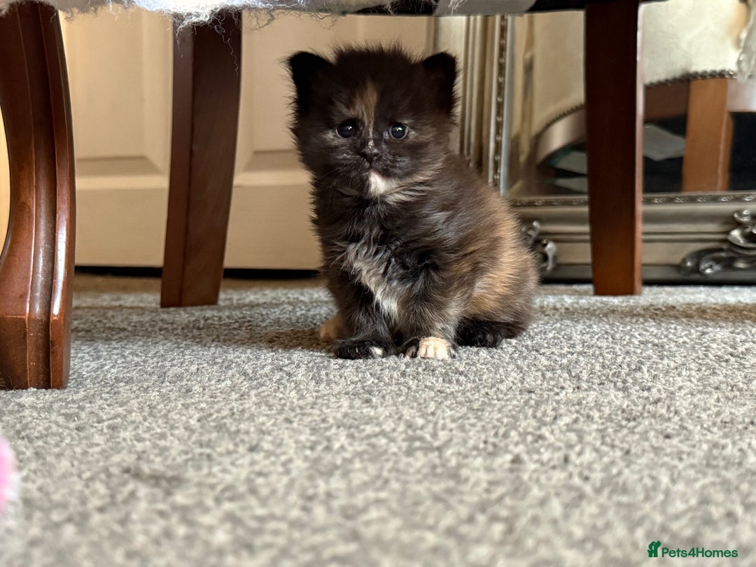 Maine Coon cats for sale: Beautiful Maine Coon Kittens - Advert 9