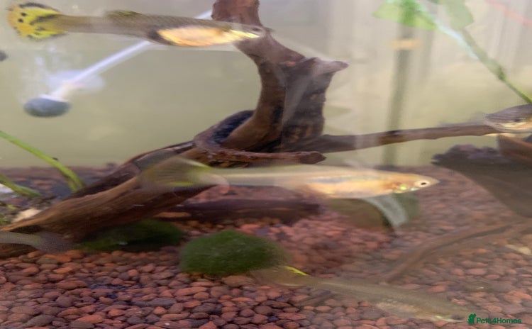 Live Bearers fish - Advert 1