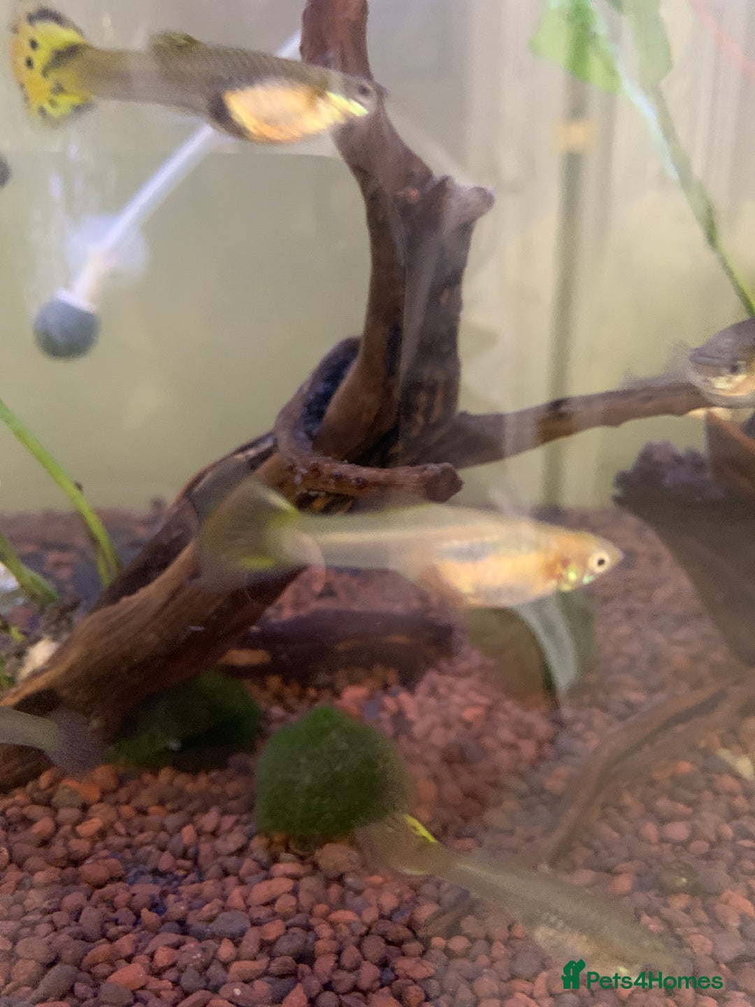 Live Bearers fish for sale: Female guppies (can be used for breeding) - Image 1
