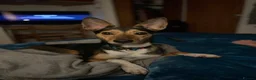 Mixed Breed dogs for adoption: ❤️🐶 ILO – HER BEST YEARS ARE STILL AHEAD in Croydon - Advert 10