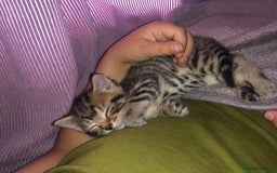 Bombay cats for sale: 3 little boy kittens - Image 5