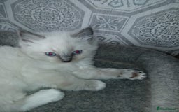 Ragdoll cats for sale: Ragdoll kittens  - Image 1