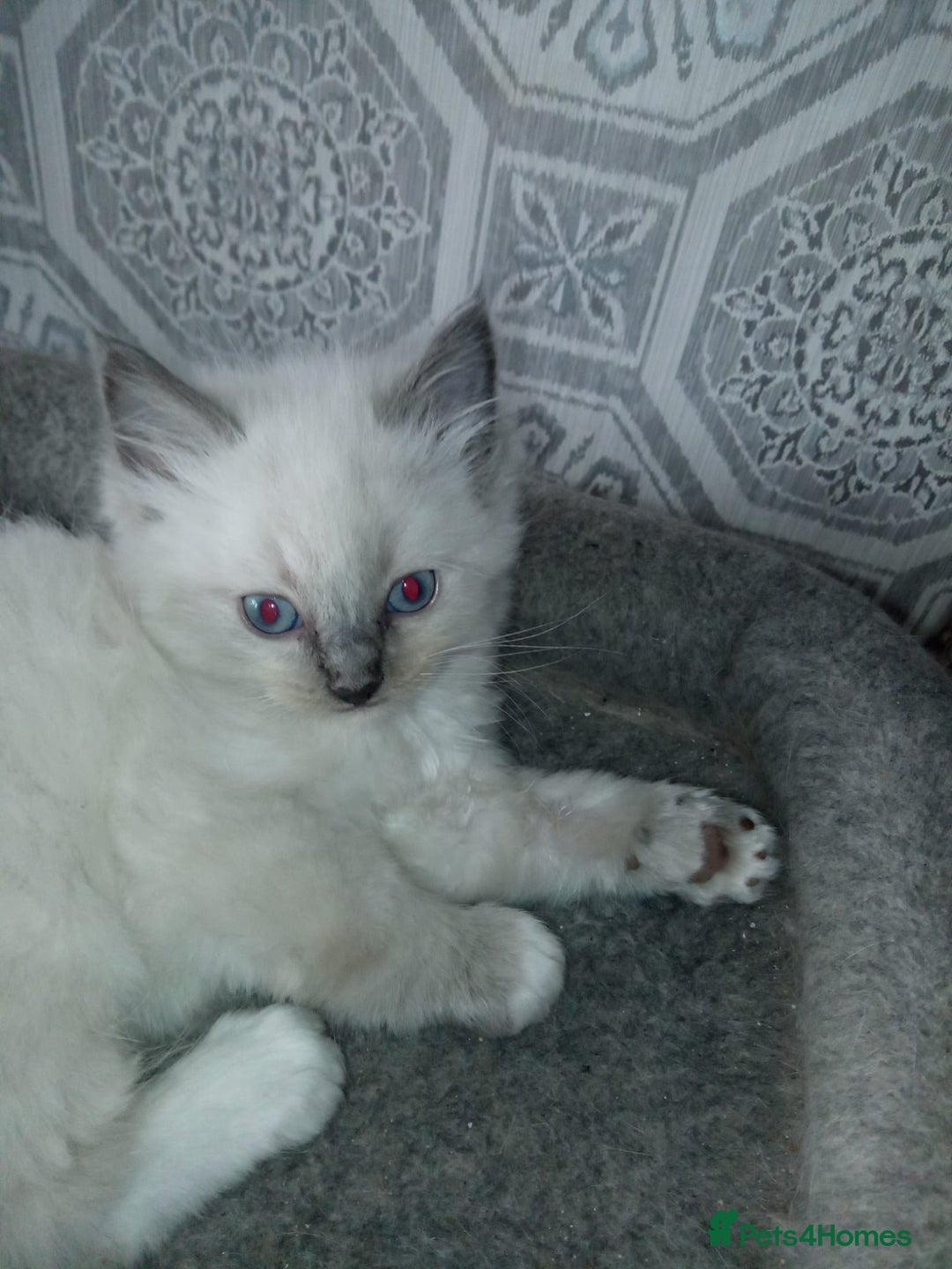 Ragdoll cats for sale: Ragdoll kittens  - Image 1