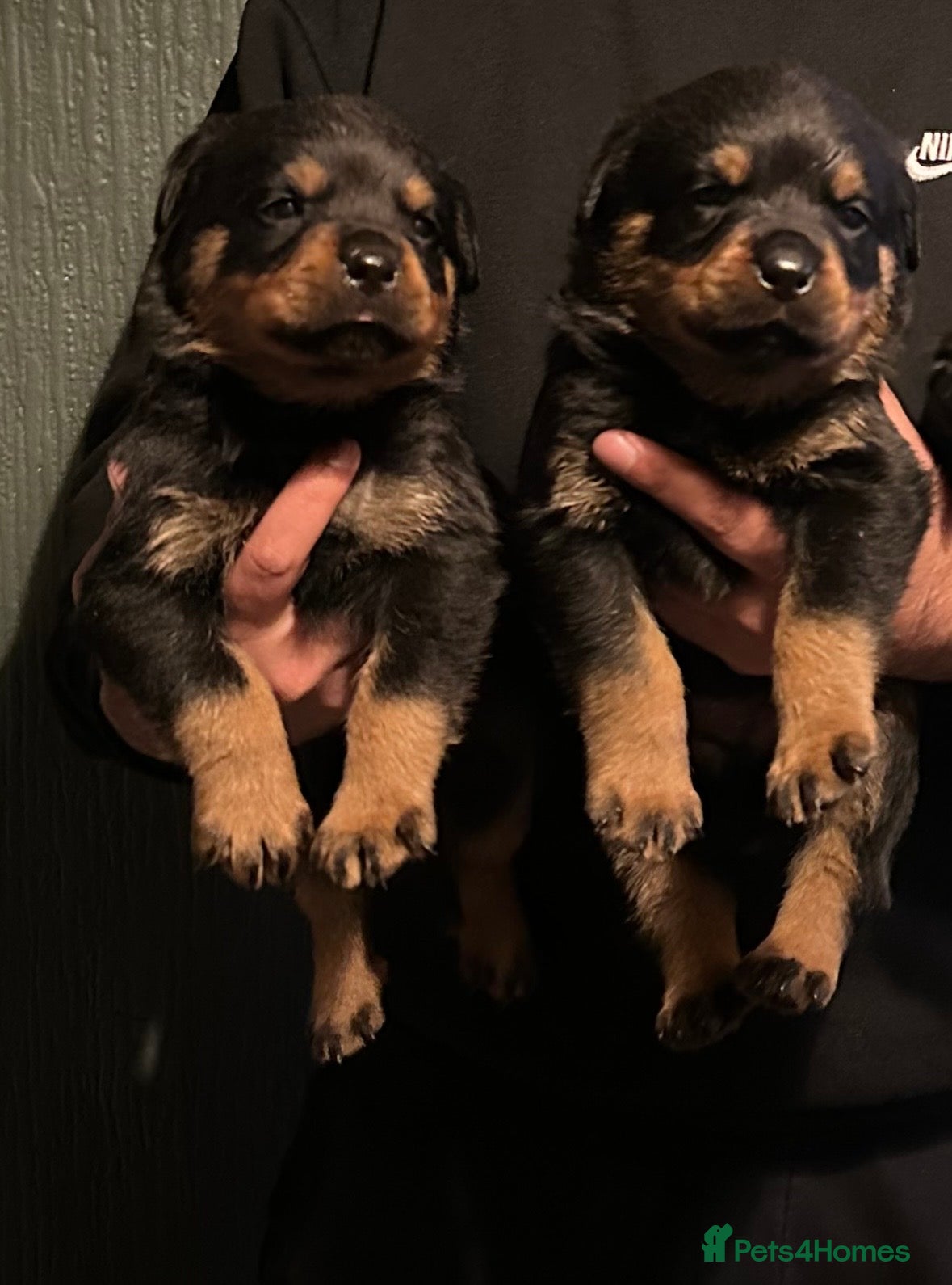 Rottweiler dogs German Rottweiler puppies  - Advert 2