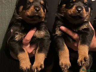 Rottweiler dogs German Rottweiler puppies - Advert 2