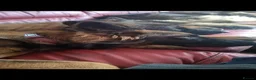 German Shepherd dogs for sale:  5th Generation German Shepherd puppies - Advert 7
