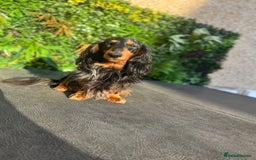 Miniature Dachshund dogs for stud: Silver dapple long haired mini dachshund for stud in Whitehaven - Image 5
