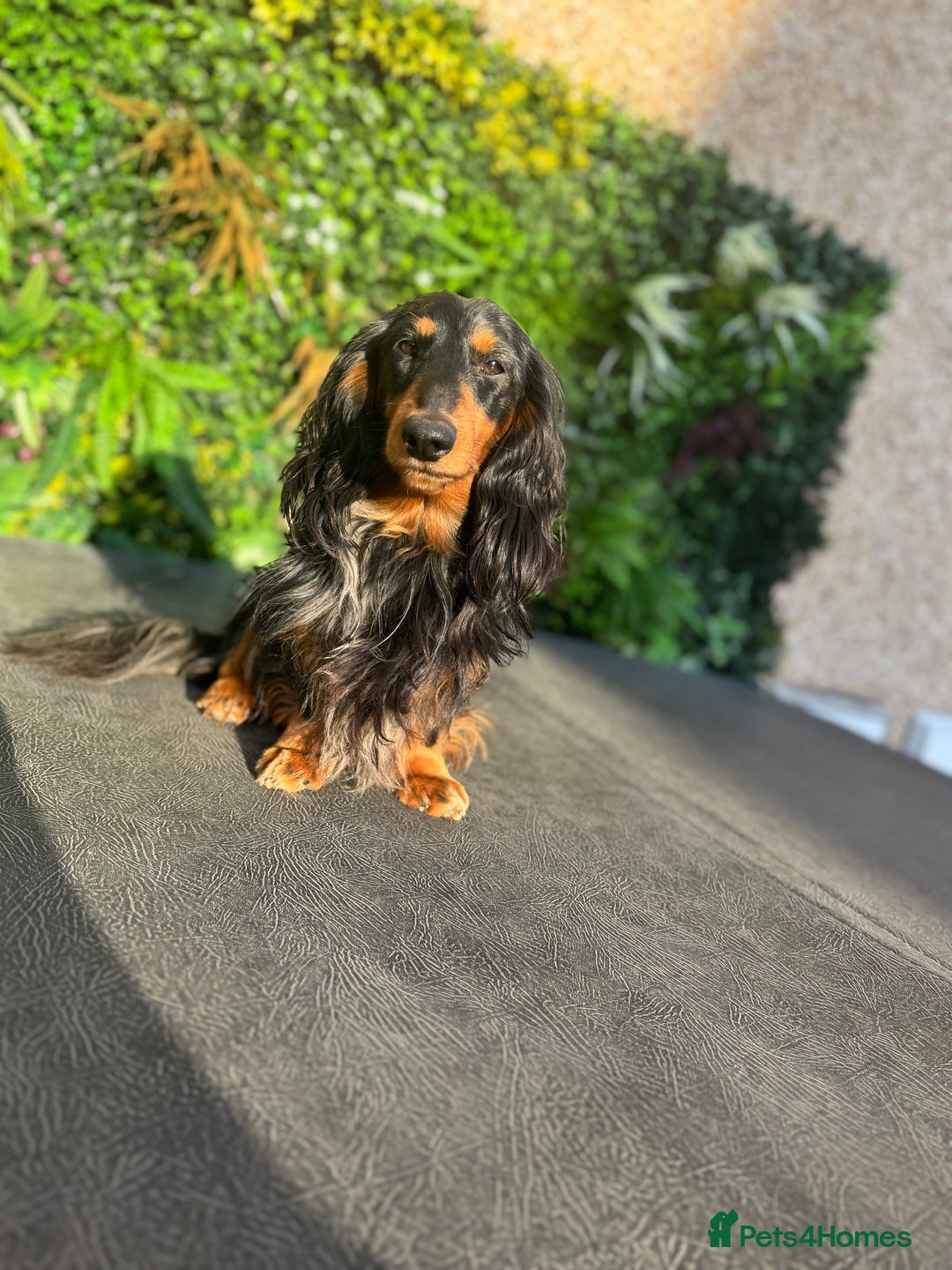 Miniature Dachshund dogs for stud: Silver dapple long haired mini dachshund for stud in Whitehaven - Image 5