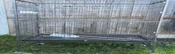 Cockatiels birds for sale: Beautiful and healthy pair of white budgies - Advert 8