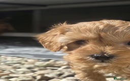Cavapoo dogs for sale: 🌟 Rare Tiny Toy Cavapoo's F1B 🌟ready next week  - Image 11