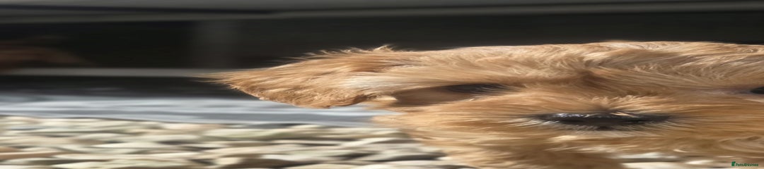 Cavapoo Puppy 5