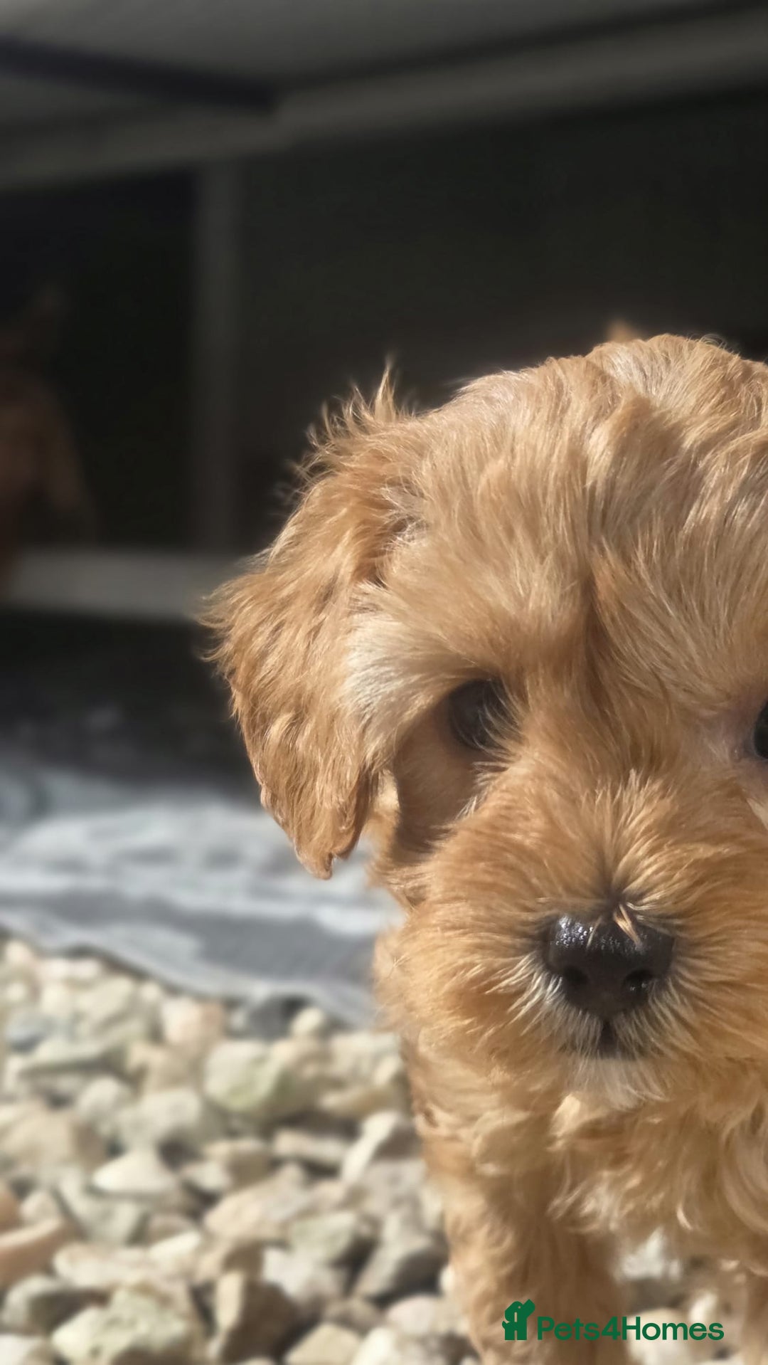 Cavapoo dogs for sale: 🌟 Rare Tiny Toy Cavapoo's F1B 🌟ready next week  - Image 11