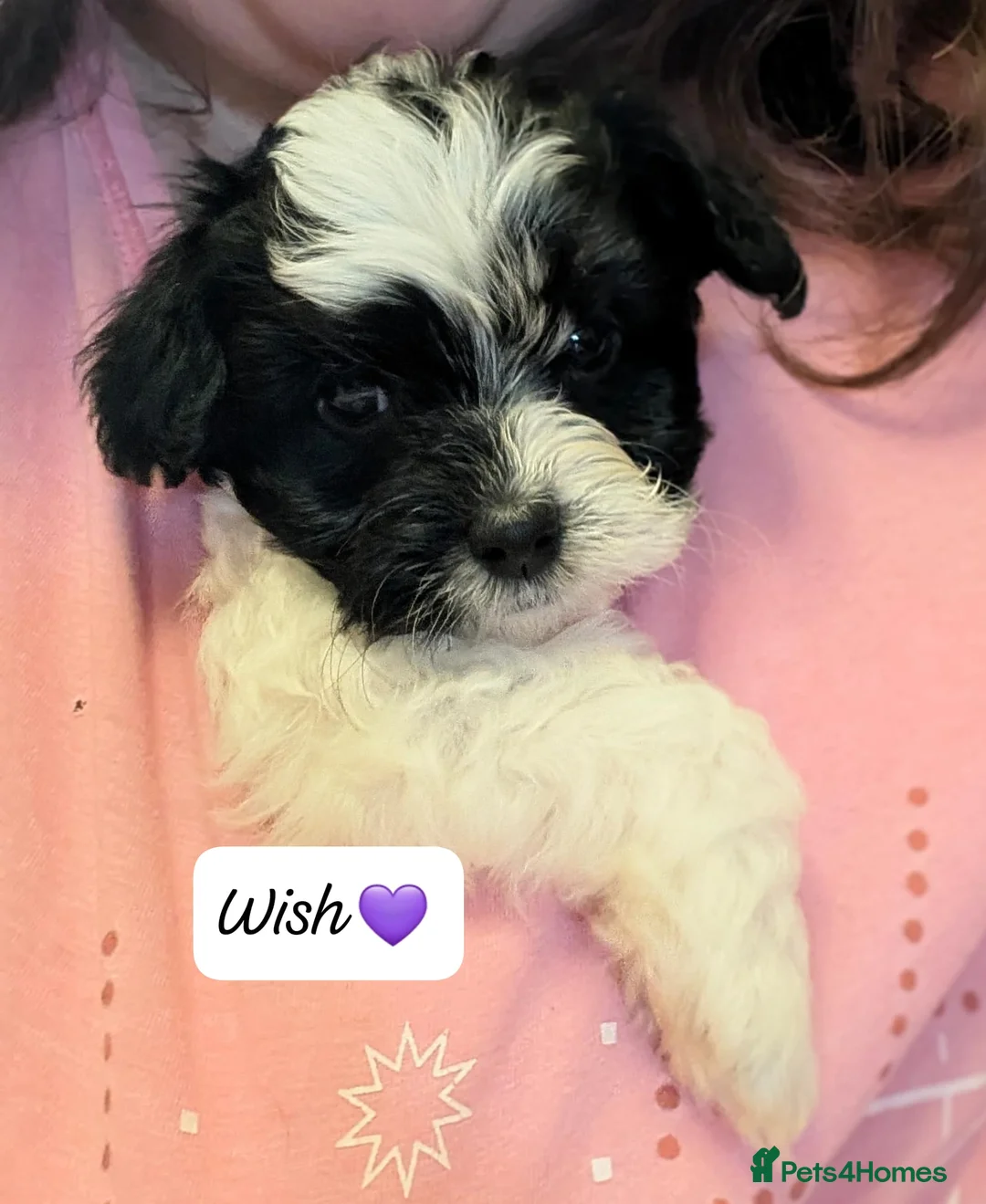 Chipoo dogs for sale: Chipoo Puppies - Advert 8