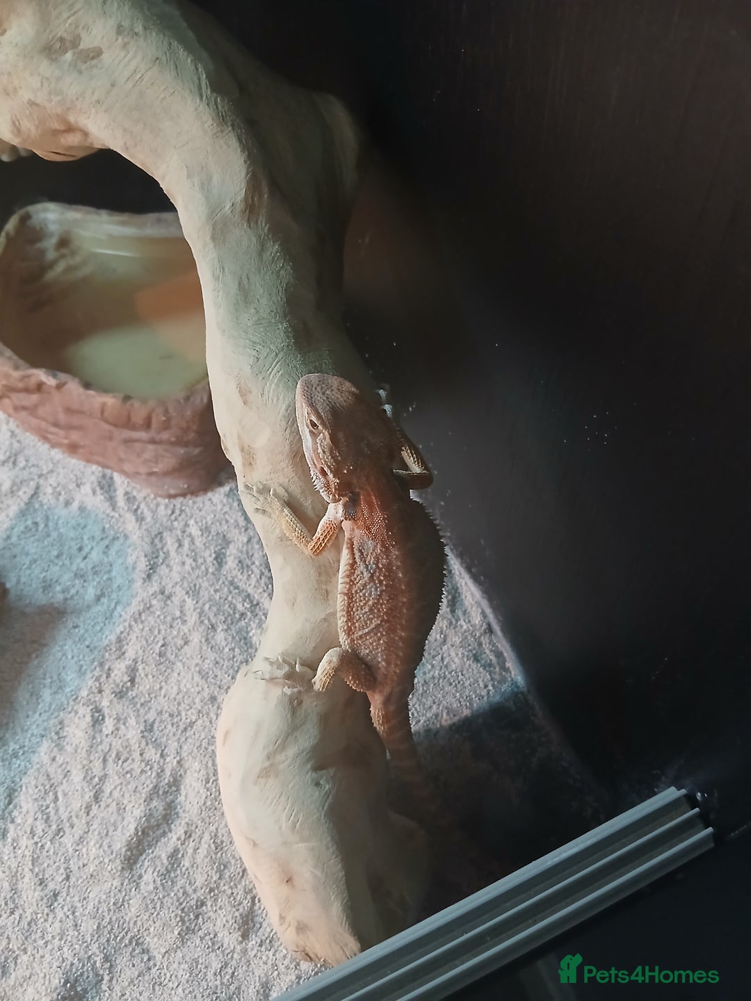 Bearded Dragon reptiles for sale: Baby bearded dragon  - Advert 1