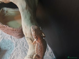 Bearded Dragon reptiles Baby bearded dragon - Advert 1