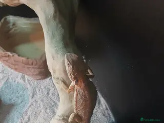 Bearded Dragon reptiles Baby bearded dragon - Advert 9