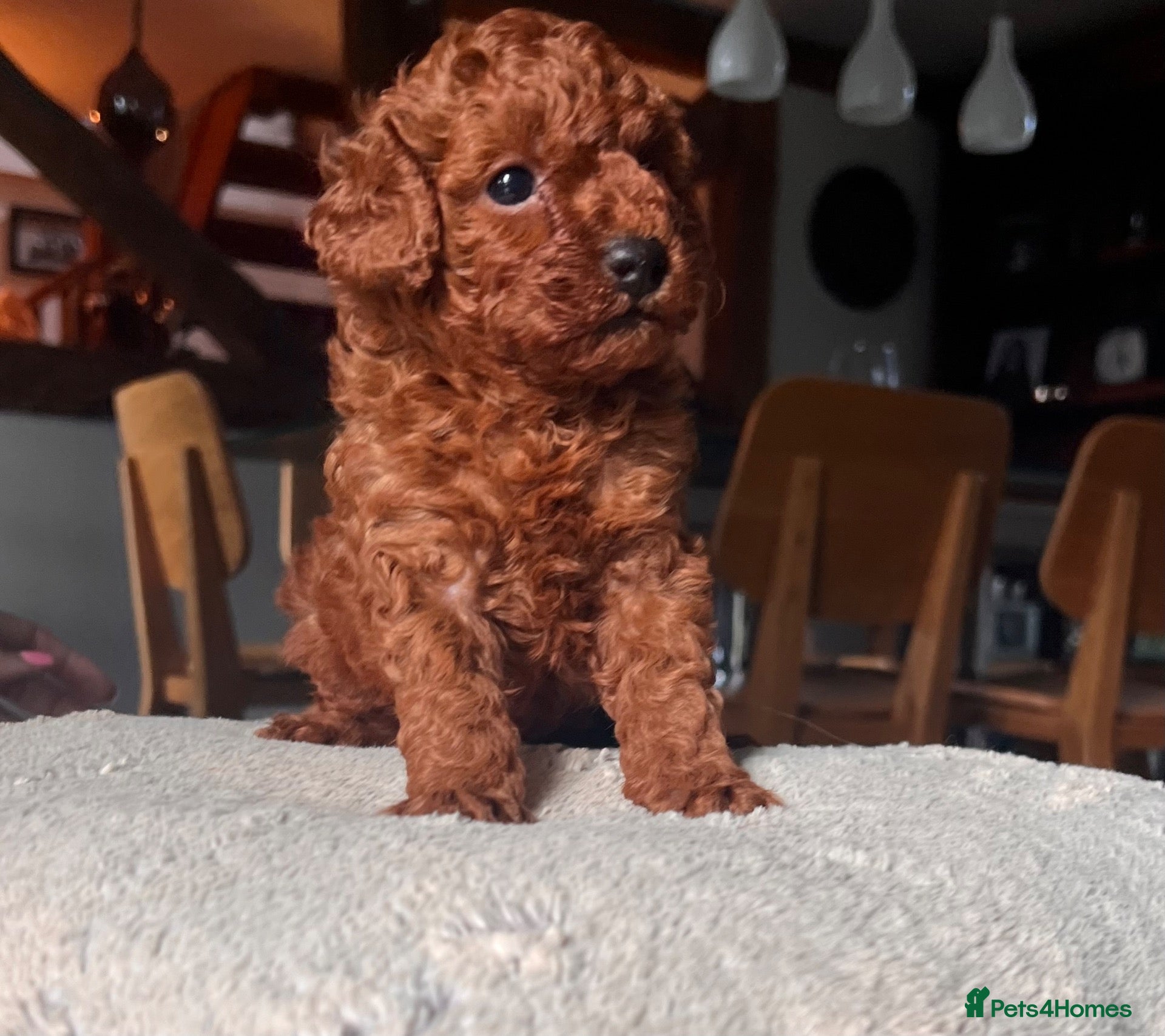 Toy Poodle dogs Perfect Toy Poodle puppies  - Advert 2