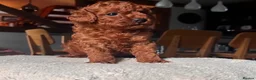 Toy Poodle dogs for sale: Perfect Toy Poodle puppies  - Advert 2