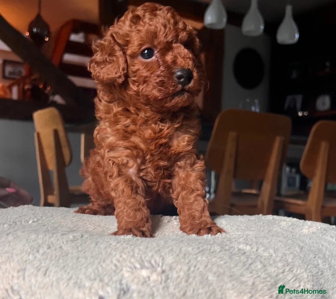 Toy Poodle dogs for sale: Perfect Toy Poodle puppies  - Advert 2