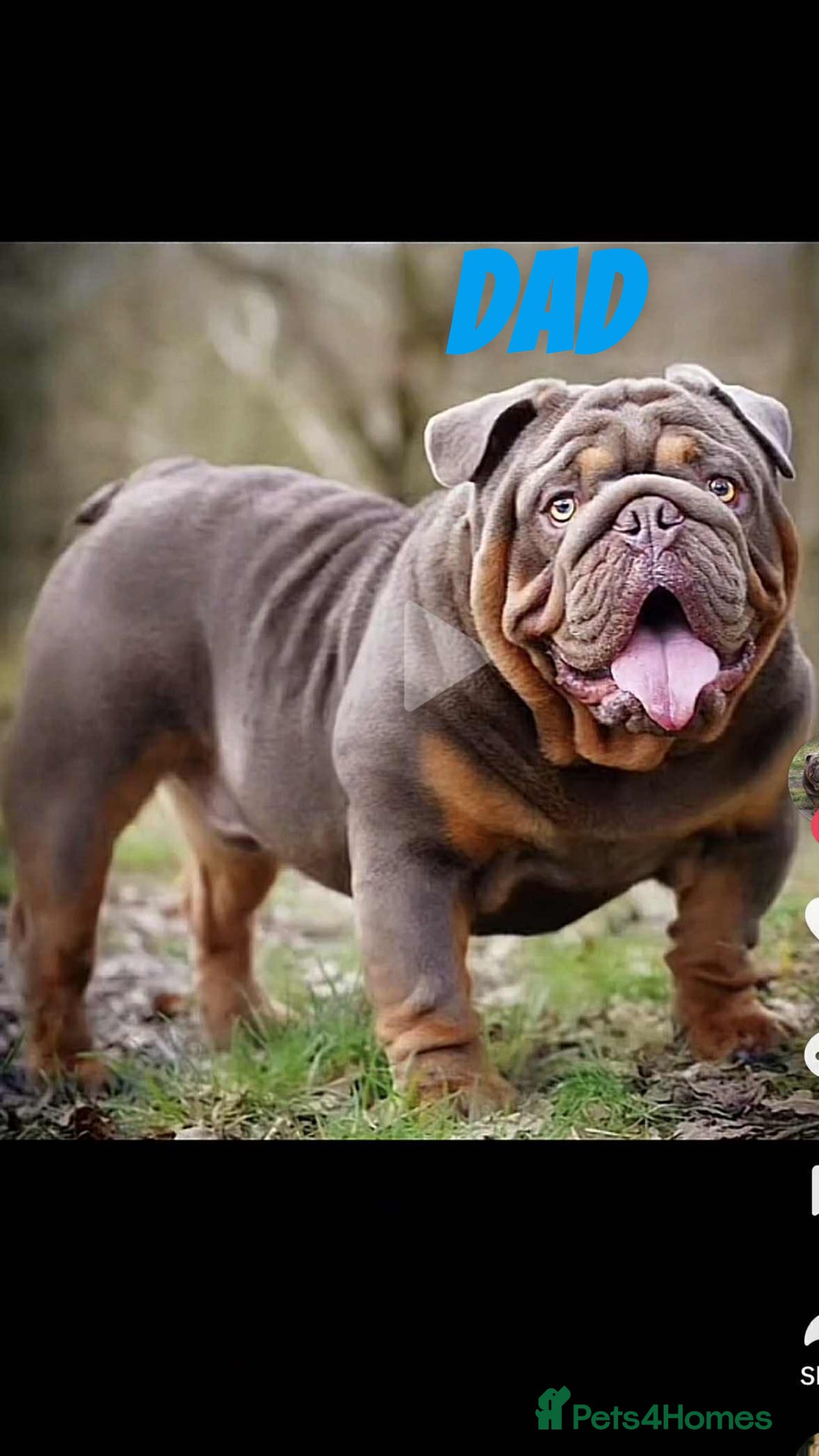 English Bulldog dogs for sale: English bulldogs  - Image 2