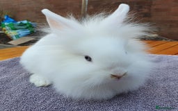 Mini Lop rabbits for sale: Friendly Baby rabbits  Vac RHD2 YURVAC - Image 10