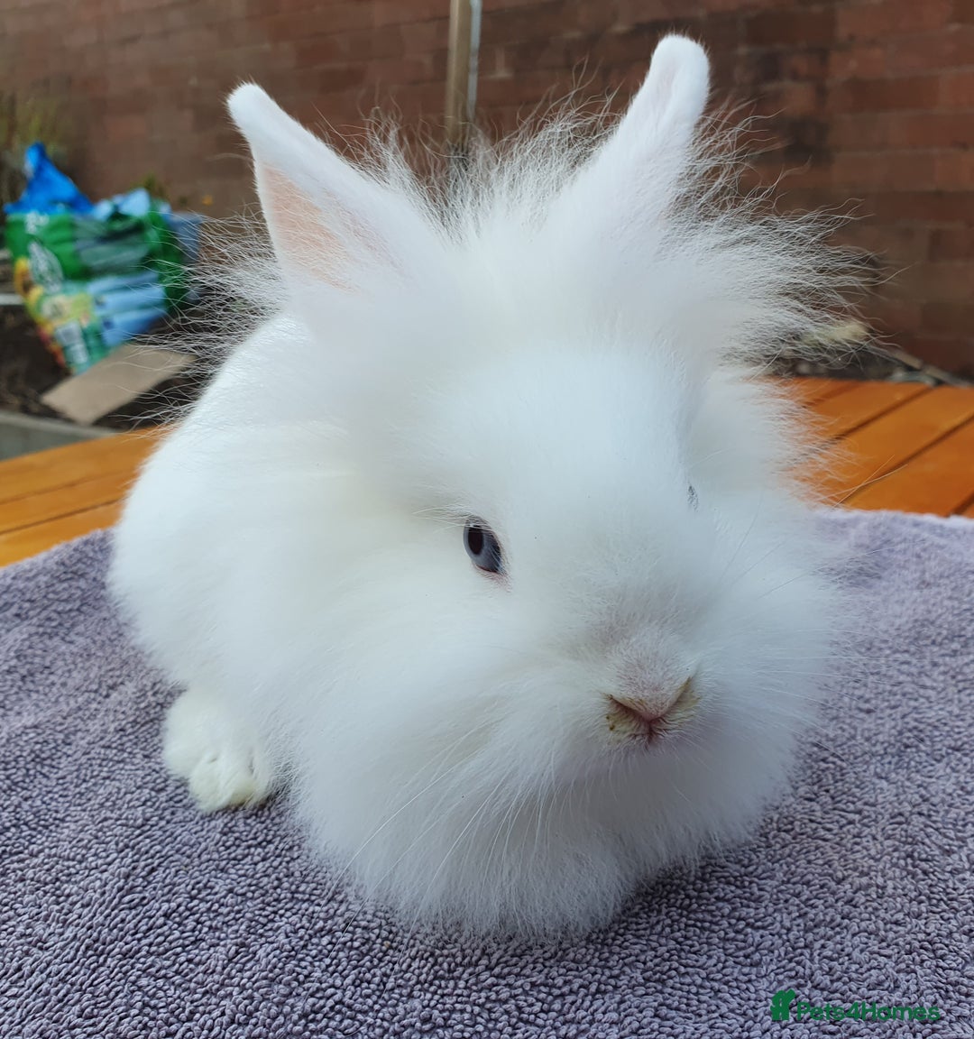 Mini Lop rabbits for sale: Friendly Baby rabbits  Vac RHD2 YURVAC - Image 10