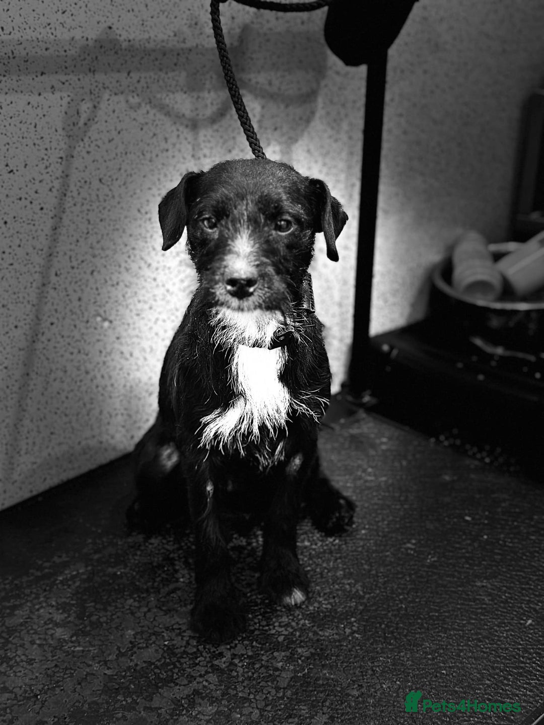 Patterdale Terrier dogs for sale: Patterdala female  - Advert 1