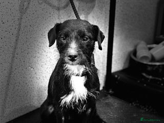 Patterdale Terrier dogs Patterdala female - Advert 1