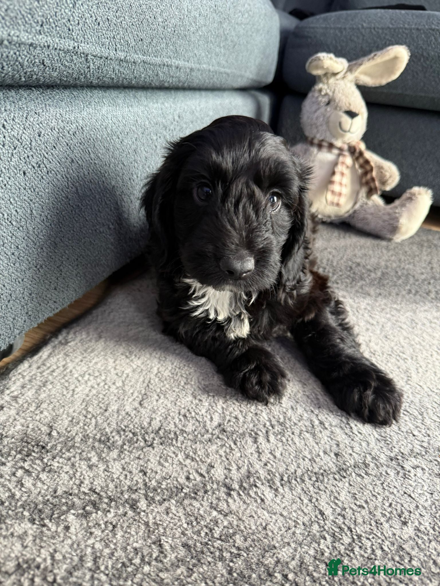 Cockapoo dogs Gorgeous cockapoo puppies Last Black Boy Left  - Advert 6