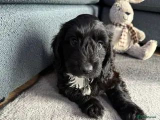 Cockapoo dogs Gorgeous cockapoo puppies Last Black Boy Left - Advert 6