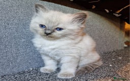 Ragdoll cats for sale: 4 ragdoll x ragamuffin fluffy kittens  - Image 9