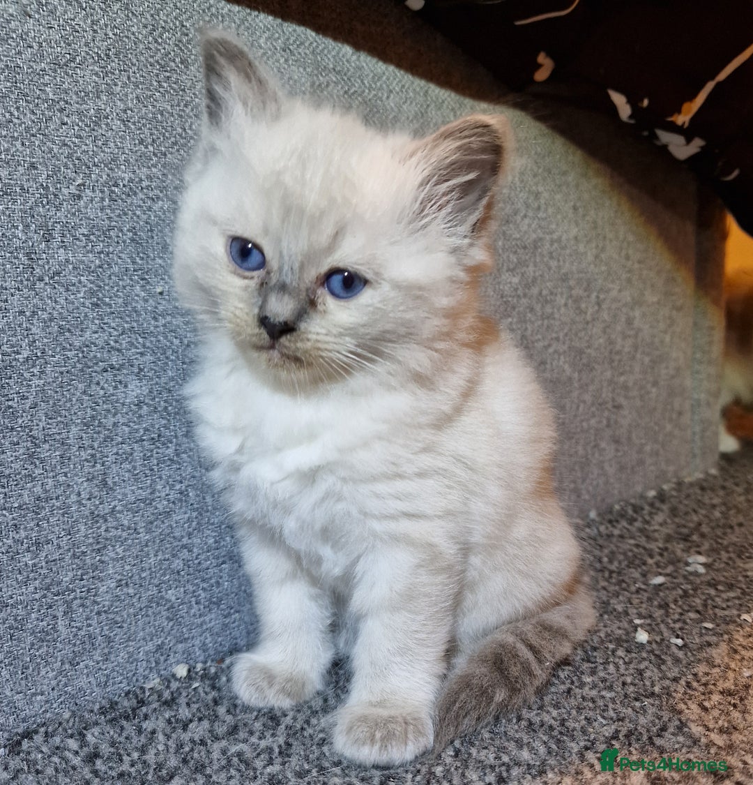 Ragdoll cats for sale: 4 ragdoll x ragamuffin fluffy kittens  - Image 9