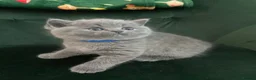 British Shorthair cats for sale: Lovely british shorthair kittens ready for home - Advert 12