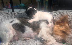 Mixed Breed dogs for sale: 6 Jack Russell x Yorkshire Terrier Puppies  - Image 10