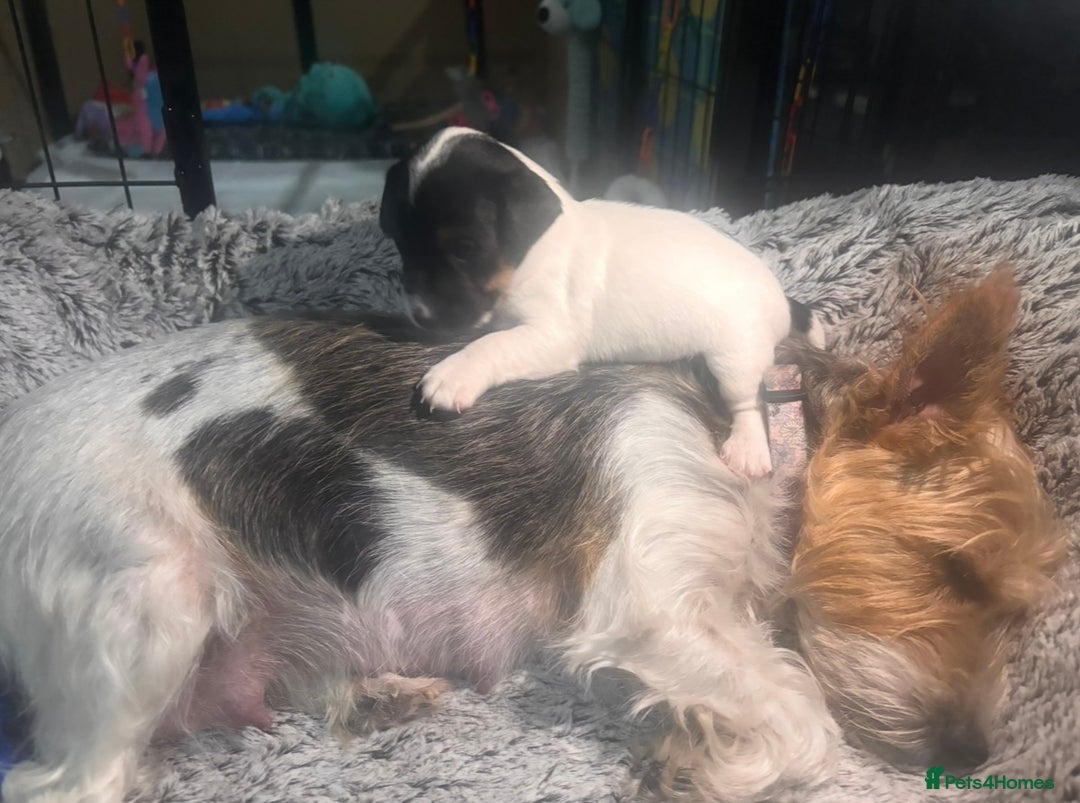 Mixed Breed dogs for sale: 6 Jack Russell x Yorkshire Terrier Puppies  - Image 10