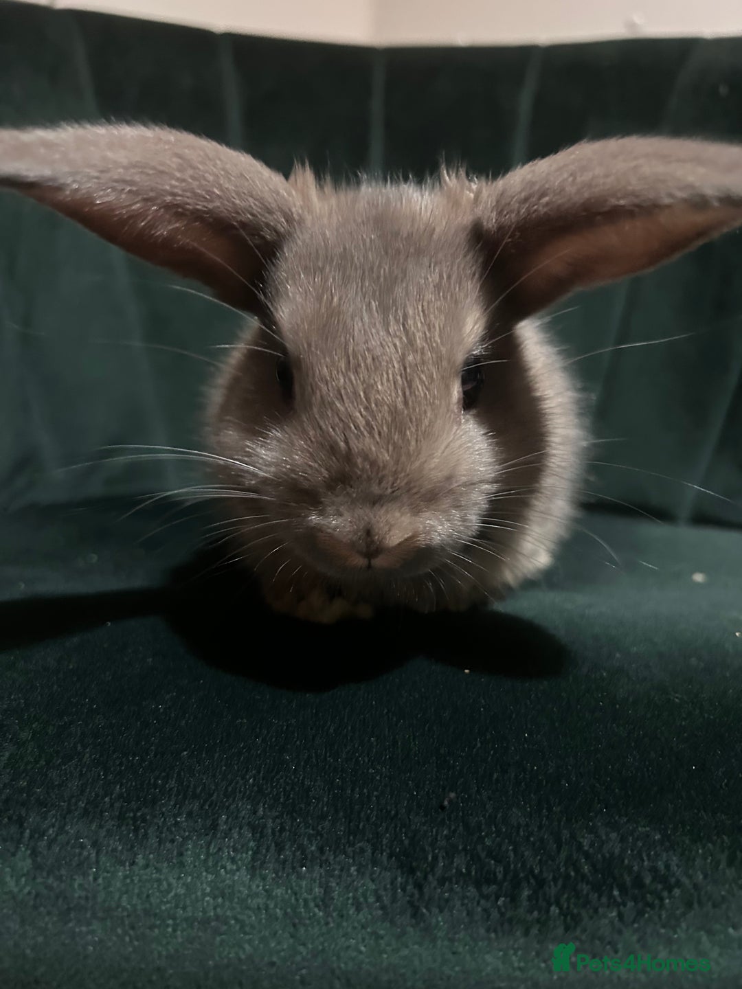 Mixed Breed rabbits for sale: New zealand cross Lionhead - Advert 2