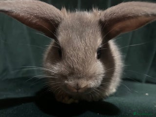 Mixed Breed rabbits New zealand cross Lionhead - Advert 11