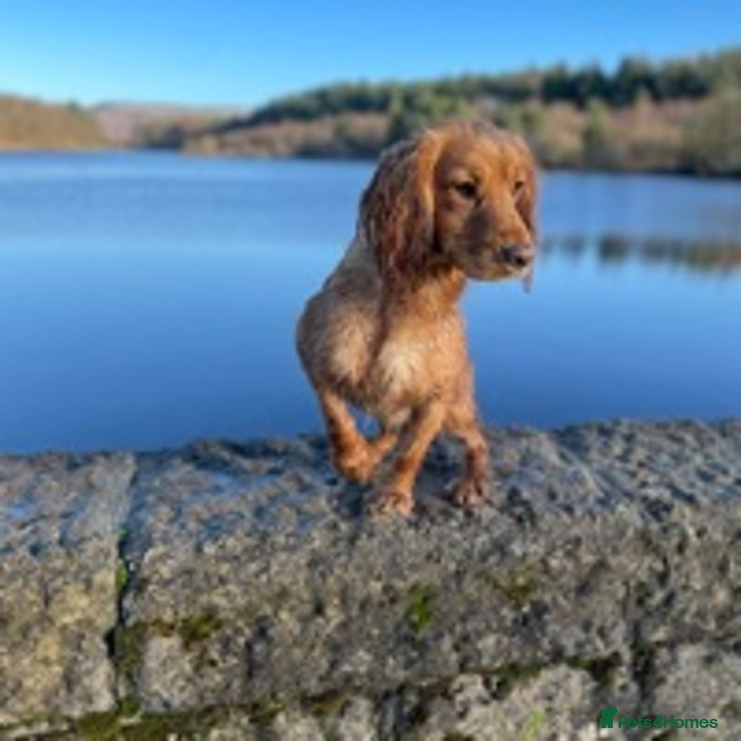 Cocker Spaniel dogs for stud: *KC HEALTH TESTED WORKING COCKER SPANIEL FOR STUD* in Darlington - Advert 4