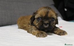 Shih Tzu dogs for sale: LOVELY SHIH TZU PUPPIES  - Image 16