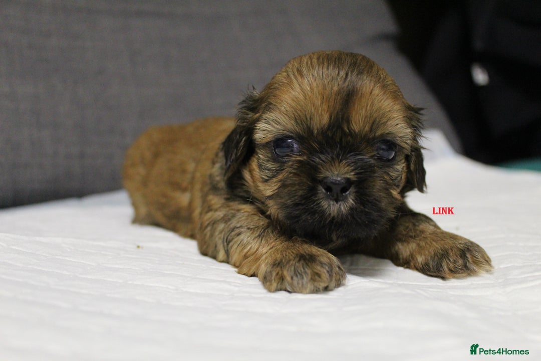 Shih Tzu dogs for sale: LOVELY SHIH TZU PUPPIES  - Image 16