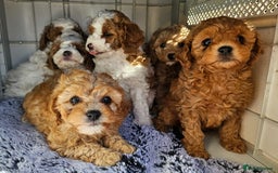 Cavapoo dogs for sale: Beautiful, mini Cavapoo Puppies - Image 8